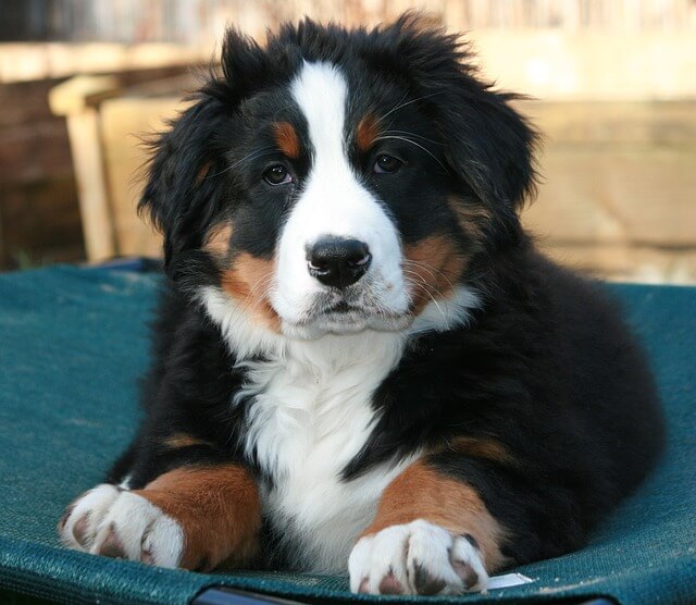 bernese mountain dog gde6d51545 640