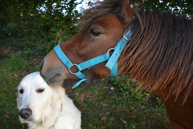 Hund und Pferd