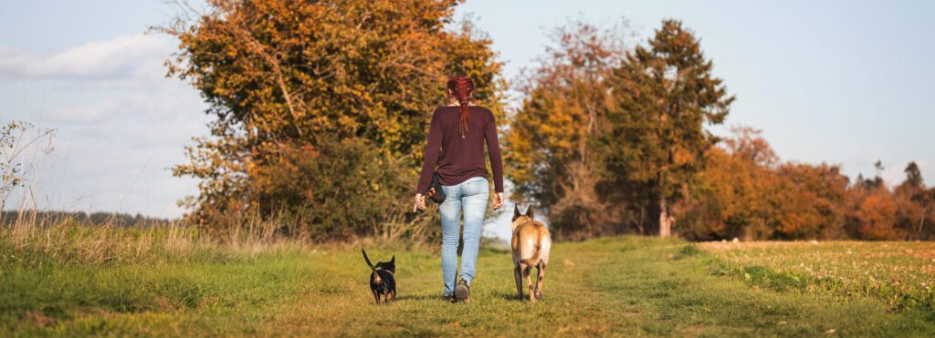 Lili spaziert mit ihren beiden Hunden