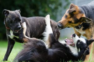 border collie 672696 1920 Kopie